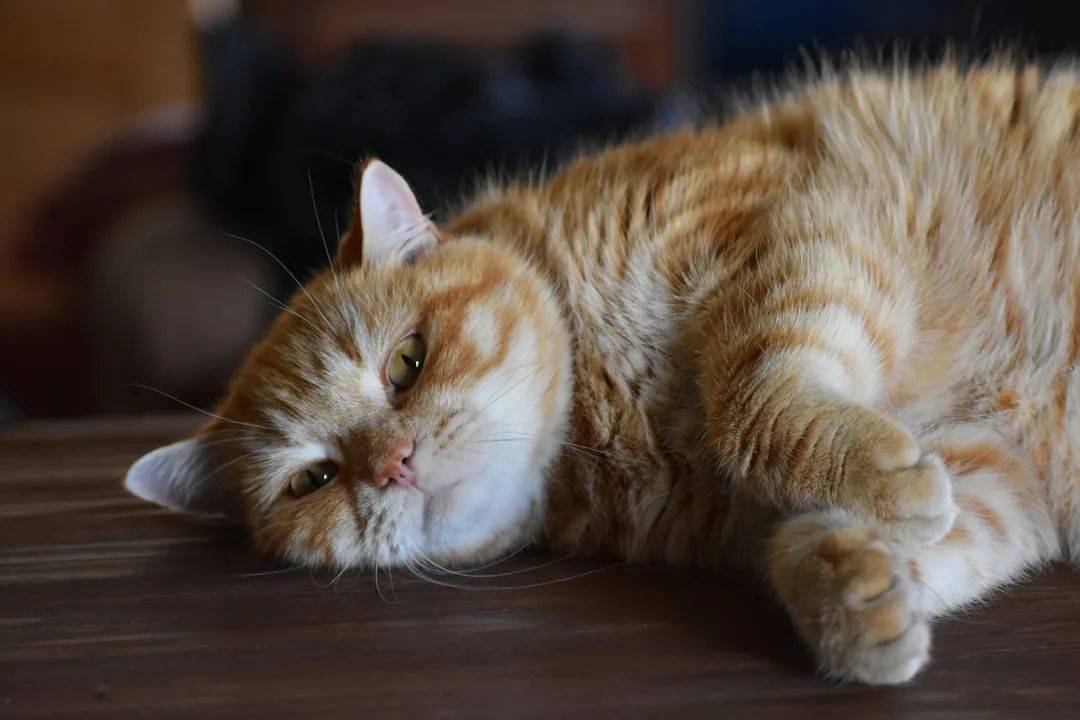科技通报“猫和老鼠有没有挂&quot;!确实真的有挂-知乎