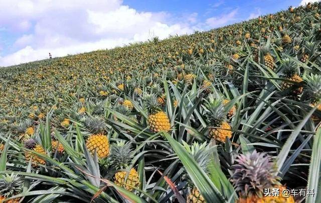 重大通报“福建大菠萝到底有没有挂吗”开挂详细教程