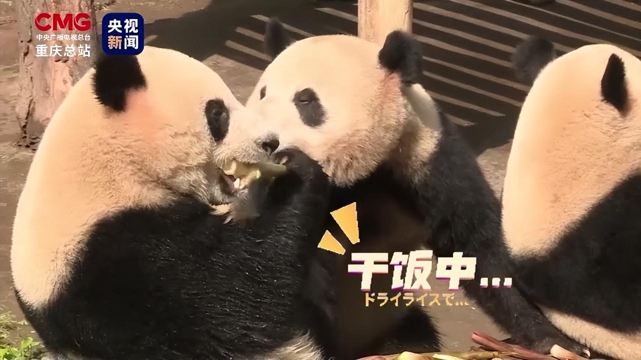 今日重大通报！台州果果麻将其实是有挂的(赢的技巧系统规律)