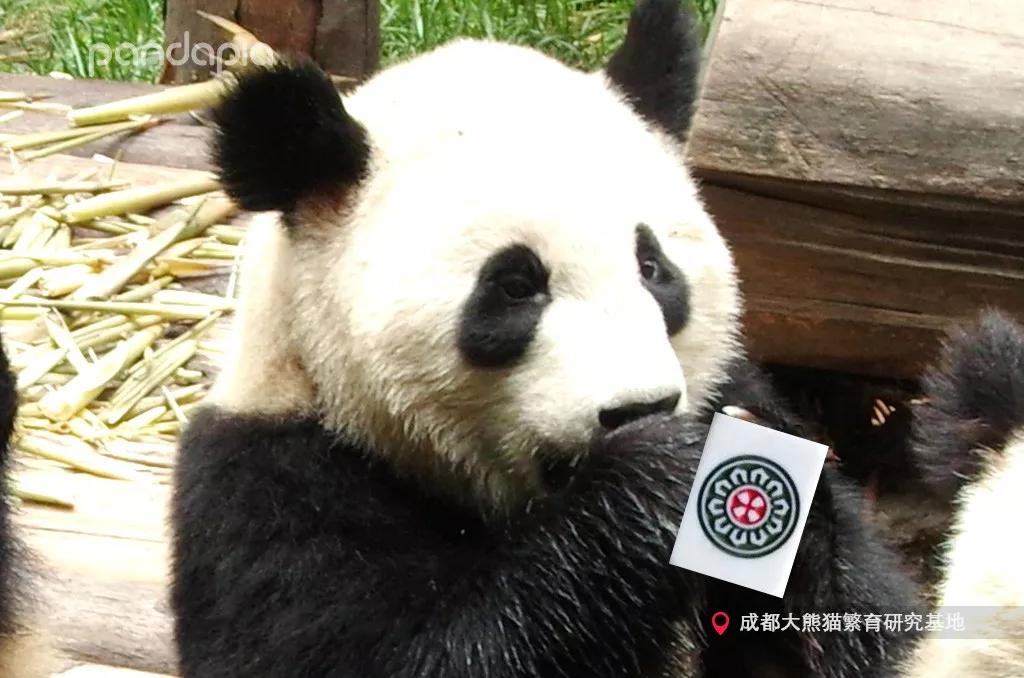 3分钟教你科普“熊猫麻将有没有挂视频—真实可以装挂