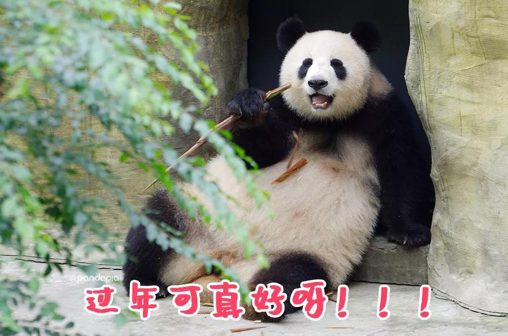 5分钟教会你“熊猫麻将开挂下载”-太坑了原来有挂