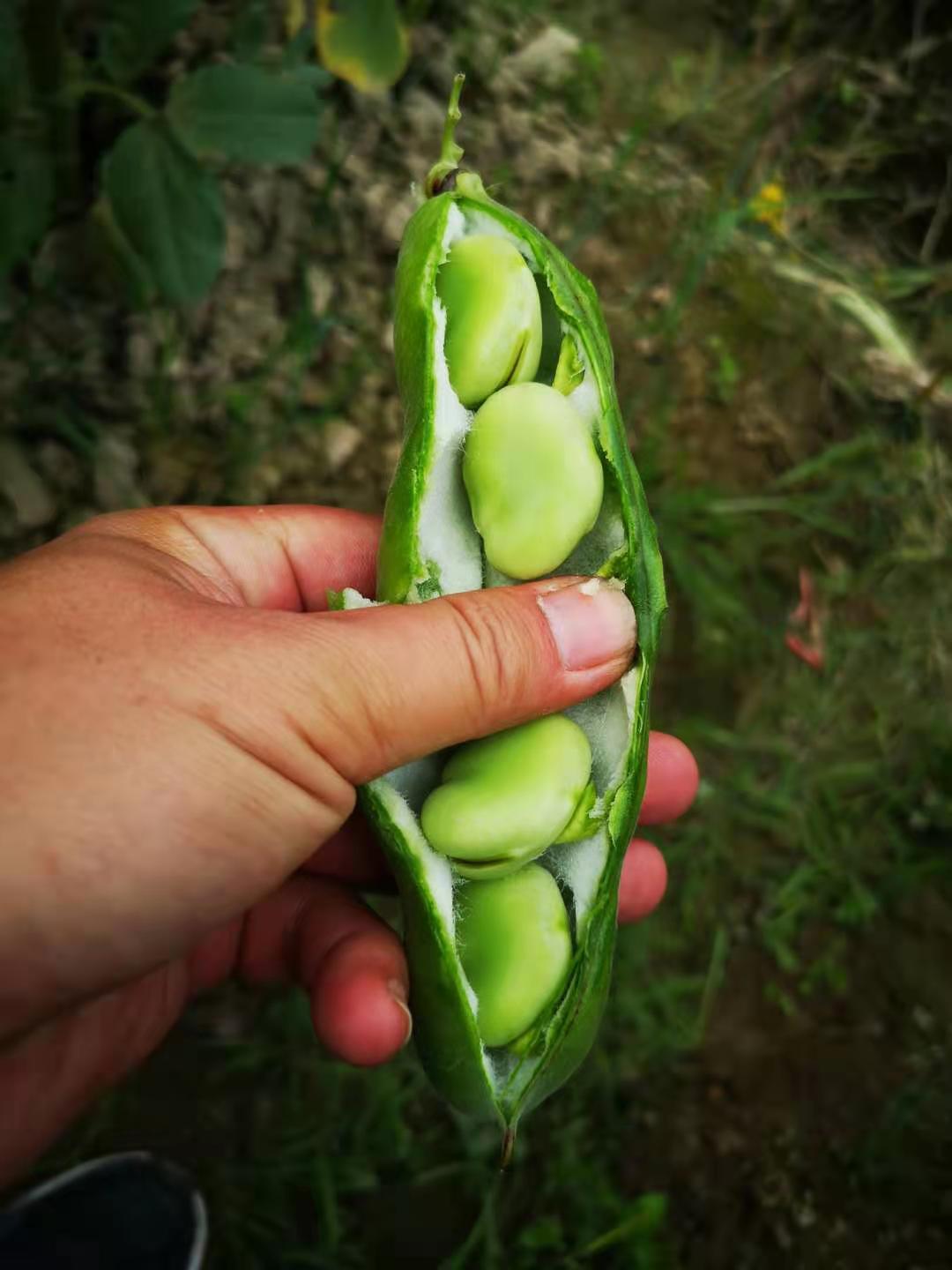 推荐一款“毛豆大厅是不是有挂”分析辅助教程