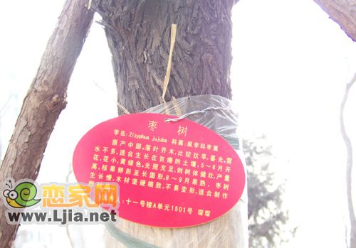 挂树上的牌字叫什么名字（挂树上的牌字叫什么名字呢）