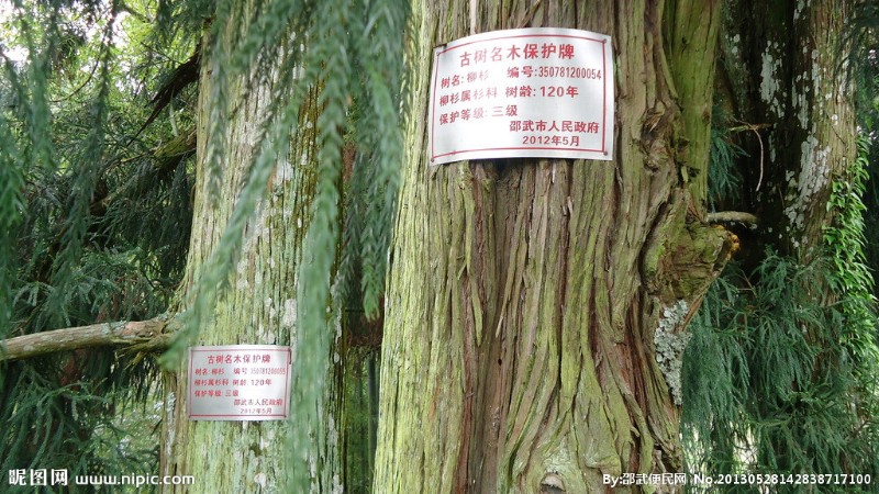 挂树上的牌字叫什么名字（挂树上的牌字叫什么名字呢）