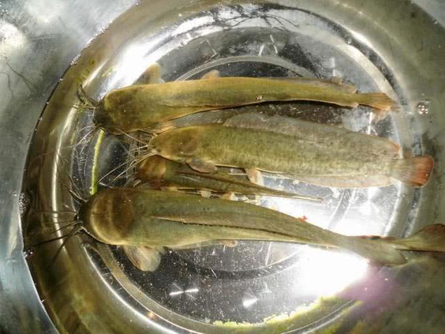 大神教教你！喜扣跑胡子到底确实真的有挂(为什么一直输)