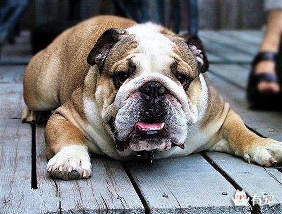 斗牛犬的遗传规律（斗牛犬的遗传规律图片）