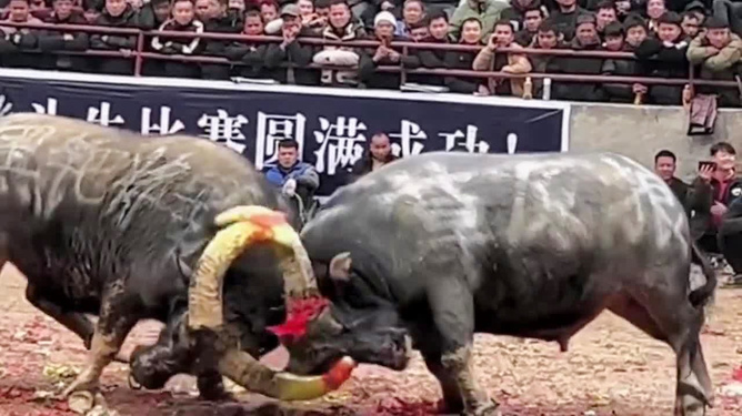 火爆全网!玩斗牛可以用什么产品东西一《我来教教你怎么赢 》