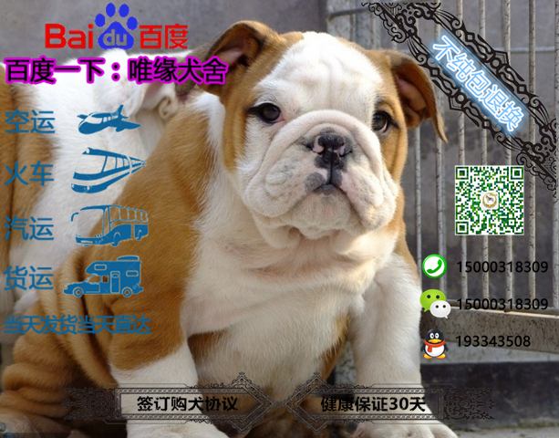 优选推荐“斗牛作假工具《新浪科技 讲解窍门》