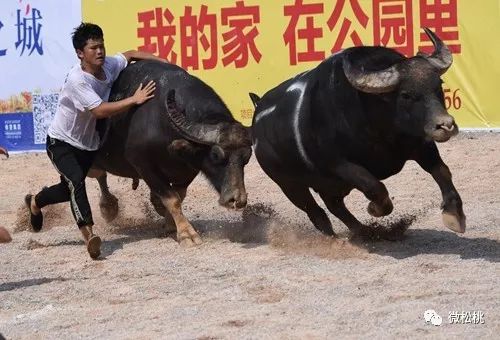 5分钟教会你“实用斗牛是怎么搞,给自己发的是牛一《我来教教你怎么赢 》