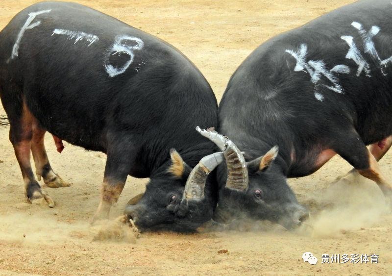 3分钟教你科普“斗牛仪器一《我来教教你怎么赢 》