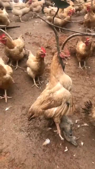 多乐贵阳捉鸡其实真的有挂(真的有挂确实有挂)
