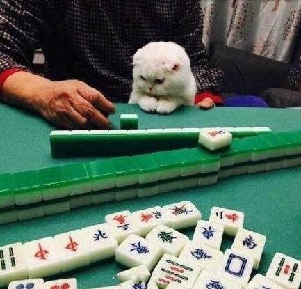 三分钟了解天涯麻将到底是不是有挂(有挂技巧辅助器)