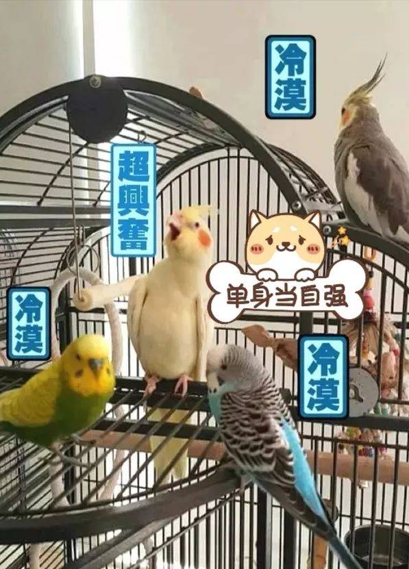 我来教教大家“打牌斗牛最先进产品东西《详细教程 新浪科技》